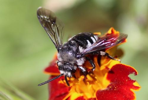 Réf. 247 627 : Thyreus sp.